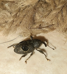 Heilipodus ocellatus