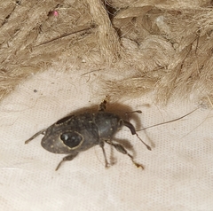 Heilipodus ocellatus