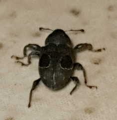 Heilipodus ocellatus