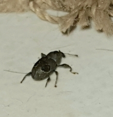 Heilipodus ocellatus