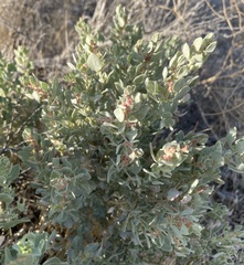 Atriplex
