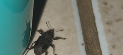 Heilipodus ocellatus