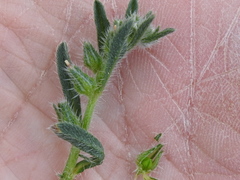 Cryptantha minima