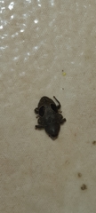 Heilipodus ocellatus