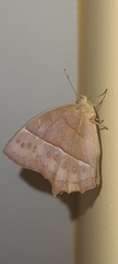 Taygetis rufomarginata