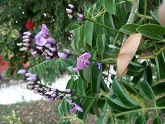 Lonchocarpus punctatus