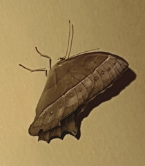 Taygetis rufomarginata