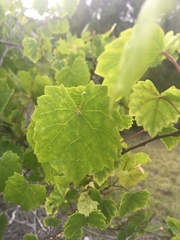 Vitis rotundifolia pygmaea