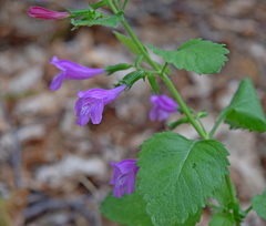 Clinopodium grandiflorum