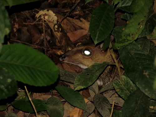 Tragulus napu