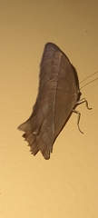 Taygetis rufomarginata