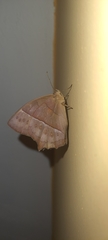 Taygetis rufomarginata
