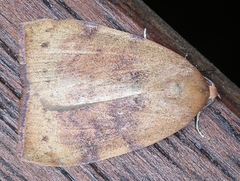 Detounda leptoplasta