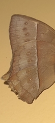 Taygetis rufomarginata