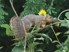 Sciurus niger