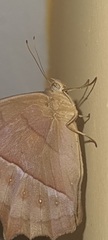 Taygetis rufomarginata