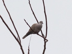 Streptopelia decaocto