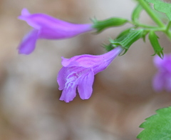 Clinopodium grandiflorum