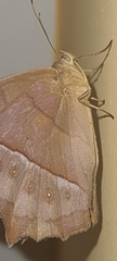 Taygetis rufomarginata