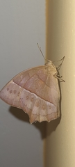Taygetis rufomarginata