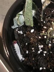 Phocides polybius phanias