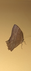 Taygetis rufomarginata
