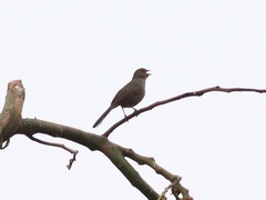 Melozone crissalis