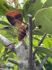 Vespa simillima xanthoptera