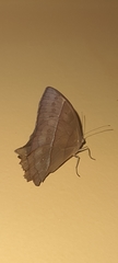 Taygetis rufomarginata