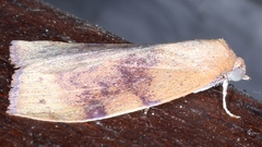 Detounda leptoplasta