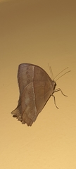 Taygetis rufomarginata