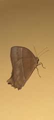 Taygetis rufomarginata