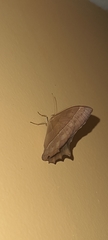 Taygetis rufomarginata