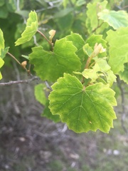 Vitis rotundifolia pygmaea