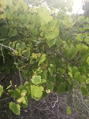 Vitis rotundifolia pygmaea