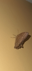 Taygetis rufomarginata
