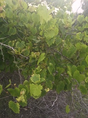 Vitis rotundifolia pygmaea