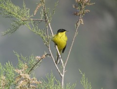Motacilla flava feldegg