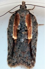 Acleris youngana