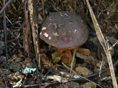 Boletus leptospermi