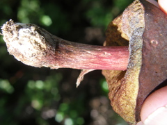 Boletus leptospermi