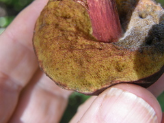 Boletus leptospermi