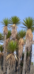 Yucca periculosa