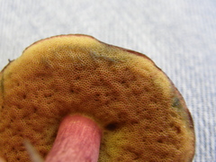 Boletus leptospermi