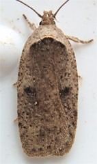Agonopterix canadensis