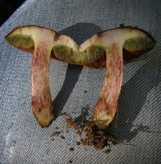 Boletus leptospermi