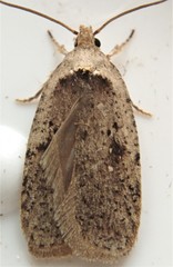 Agonopterix canadensis