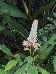 Alpinia kawakamii