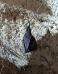 Rhinolophus formosae