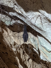 Rhinolophus formosae